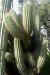 Echinopsis atacamensis ssp. pasacana 2 (Trichocereus pasacana - Helianthocereus pasacana) - Orto botanico di Napoli.jpg